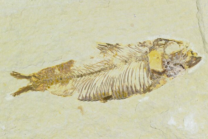 Bargain, Fossil Fish (Knightia) - Wyoming #120645